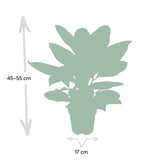 Codiaeum Pétra - Ø17cm - ↕45cm