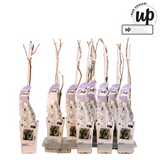 Plante grimpante Wisteria sinensis Caroline bleue Ø15 cm hauteur 65 cm
