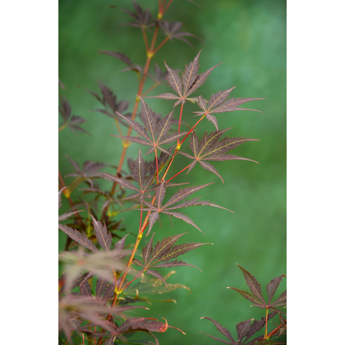 Acer Palm. 'Sumi-Nagashi' - Ø30cm - ↕130cm