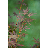 Acer Palm. 'Sumi-Nagashi' - Ø30cm - ↕130cm