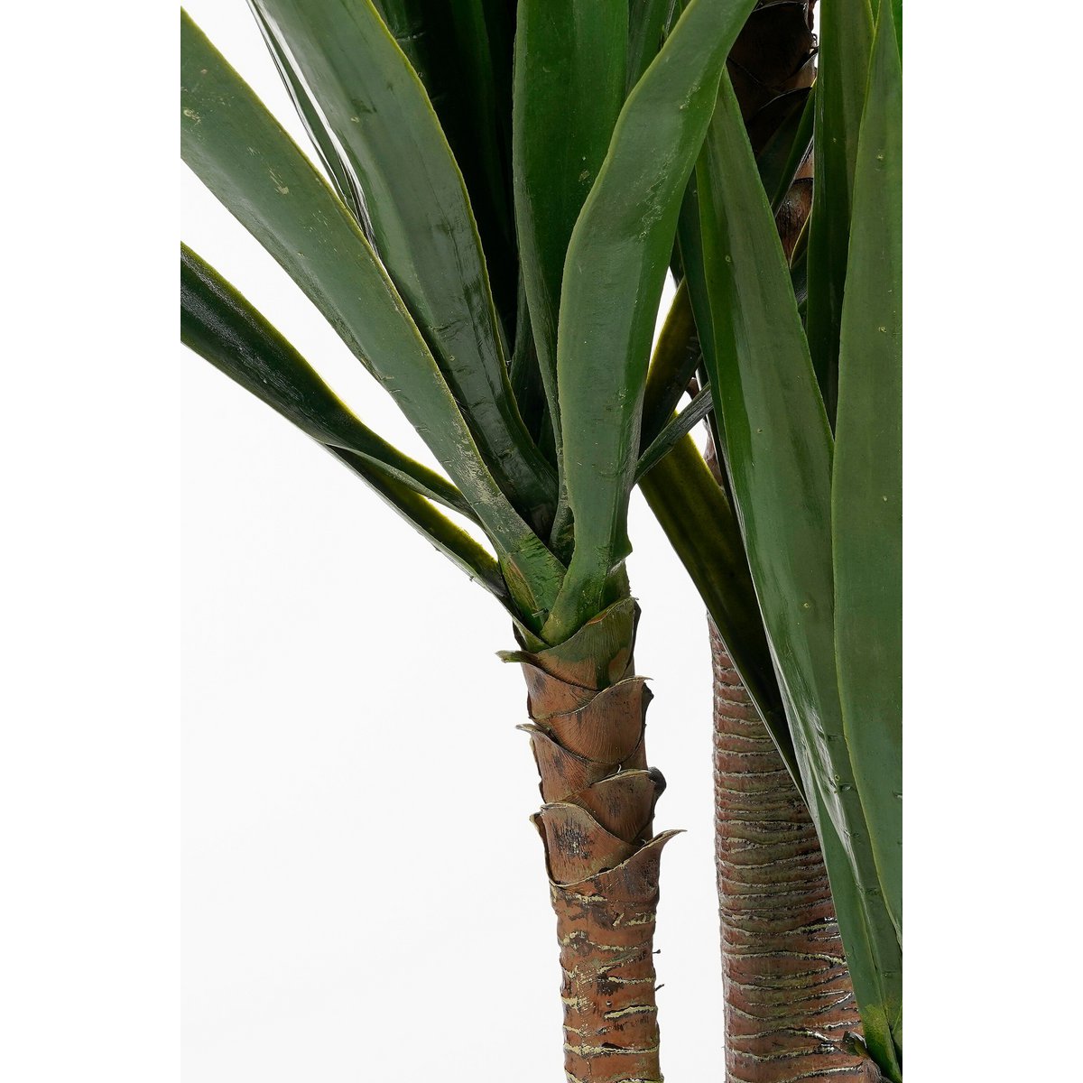 Yucca Crème sur pied - Décoration moderne