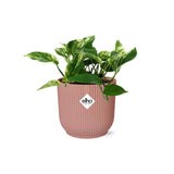 Plante Scindapsus Reine de marbre rose