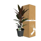Cordyline Rumba - Ø12cm - ↕40cm