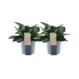 Peperomia Marge rouge se sentir vert - 2 stuks - Ø14cm - ↕30cm