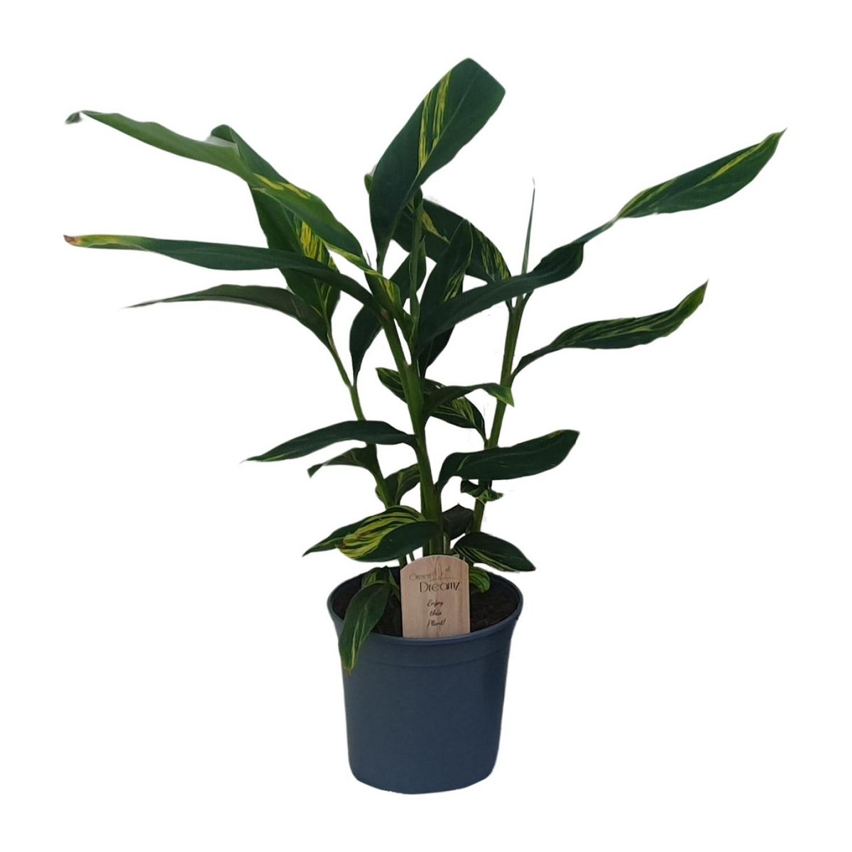 Alpinia Ø21 cm Hauteur 80 cm