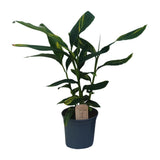 Alpinia Ø21 cm Hauteur 80 cm