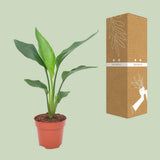 Cache-pot Strelie Régine 12 cm