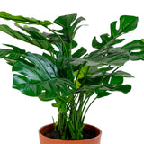 Monstera artificielle dans un pot en ciment