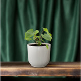 Plante Homalomena Rubescens Maggy verte