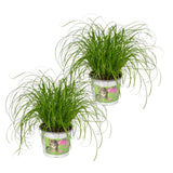 2x Cyperus alternifolius - Kattengras - 20 cm - Ø12