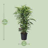 Dracaena Fragrans Lemon Lime Branchée - Ø27cm - ↕120cm
