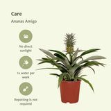 2x bromélia - ananasplant - 30 cm - Ø12