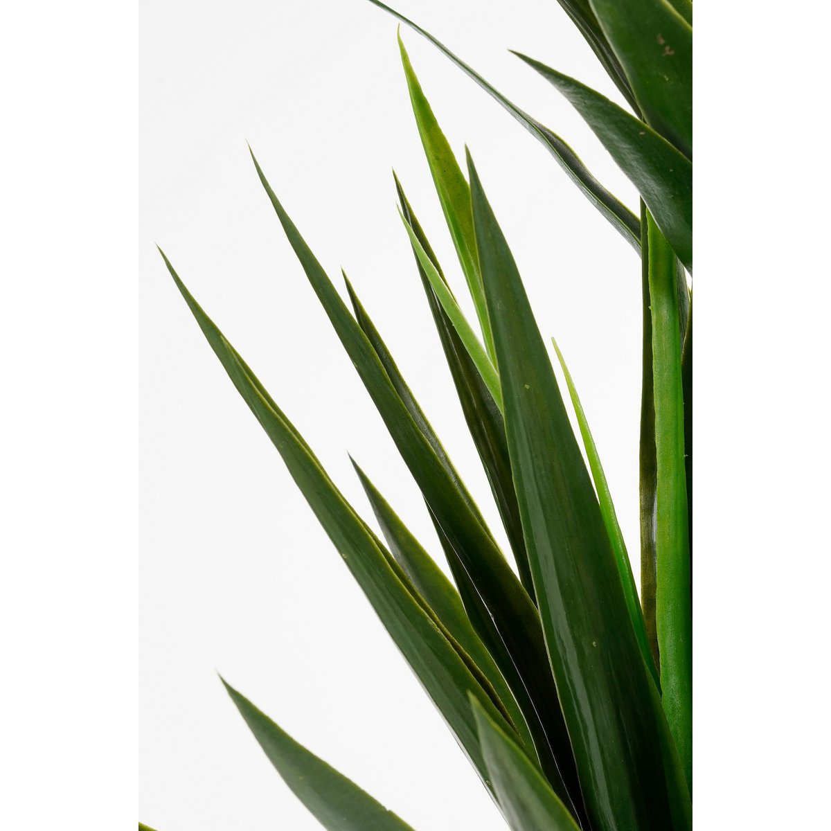 Yucca Crème dans un intérieur chic - Ambiance élégante