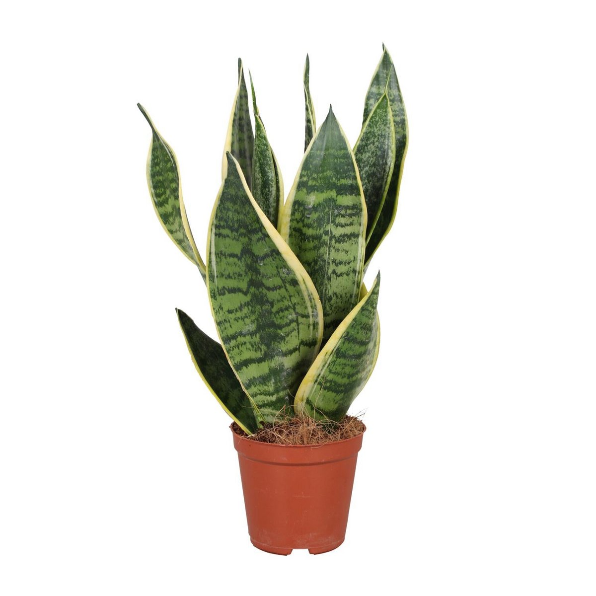 Sansevieria trifasciata Futura Superba - vue d'ensemble avec feuilles vertes et jaunes