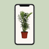 Chamaedorea elegans - Ø12cm - ↕40cm