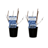 Licerera Duet - Ensemble de 2 pièces en verre élégant, Ø12cm, ↕30cm