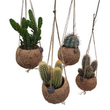 Mélange de cactus Kokodama - 4 pièces - Ø12cm - ↕20cm