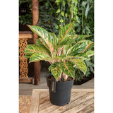 Aglaonema Coco Melon - Ø19cm - ↕60cm