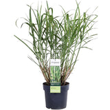 Miscanthus sinensis Strress - Ø 23. - ↕60cm - Ø19 - ↨50cm