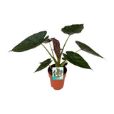Alocasia Wentii en pot Ø19 cm vert profond