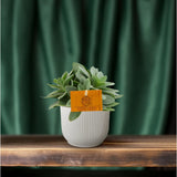 Plante succulente Senecio Cephalophorus Ø10,5 cm
