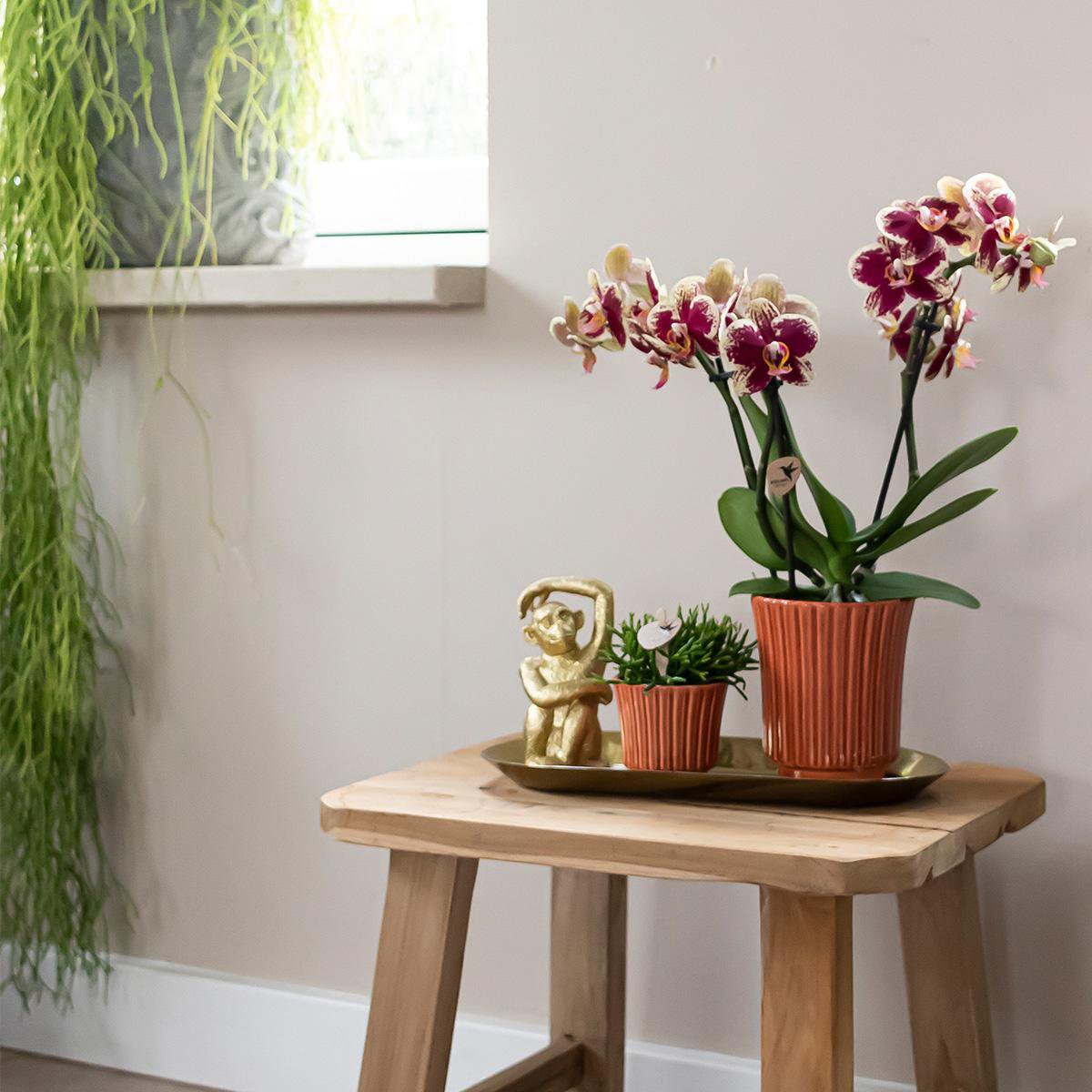 Ensemble orchidée Phalaenopsis et plantes en terre cuite avec plateau doré