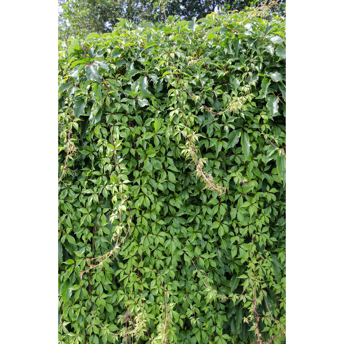 Hortensia. SSP. 'Engelmannii' - Ø15cm - ↕65cm