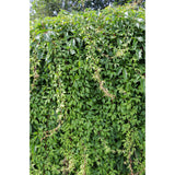 Hortensia. SSP. 'Engelmannii' - Ø15cm - ↕65cm
