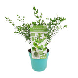 Eucalyptus parvifolia - Ø17cm - ↕30cm
