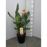 Plante artificielle strelitzia queen Ø21 cm