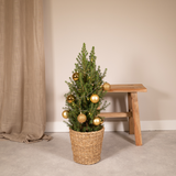 Picea glauca conica - Ø21cm - ↕80cm - or - Ø21 - ↨80cm
