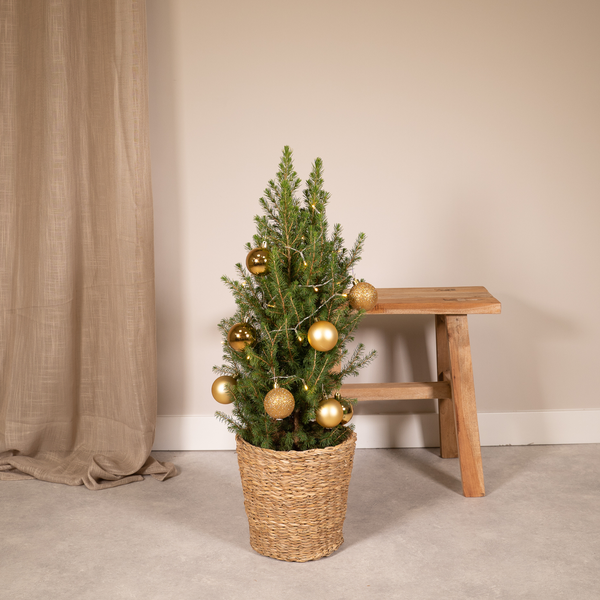 Picea glauca conica - Ø21cm - ↕80cm - or - Ø21 - ↨80cm