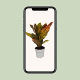 Codiaeum petra - Ø1117cm - ↕45cm