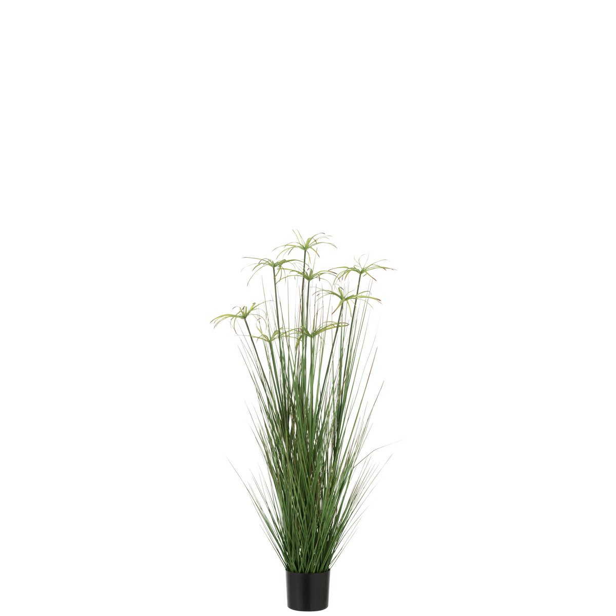 Détail du feuillage vert du Cyperus Alternifolius J-Line