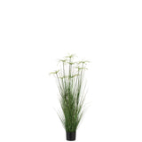 Détail du feuillage vert du Cyperus Alternifolius J-Line