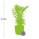 Chamaedorea Elegans en ELHO Vibes Fold 14cm rose