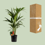 Howea Leinets - Ø19cm - ↕100cm