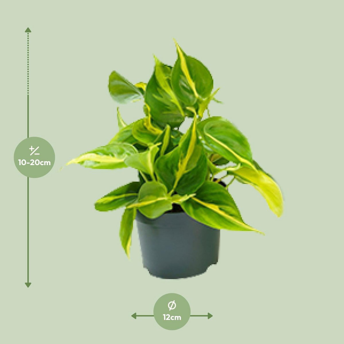 Philodendron Climing Brasil - Ø12cm - ↕15cm