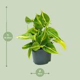 Philodendron Climing Brasil - Ø12cm - ↕15cm