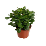 Plante artificielle Crassula ovata argentée Ø11 cm