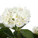 Plante artificielle Hortensia Blanc