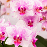 Orchidée Phalaenopsis rose en pot Ø9 cm