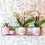 Orchidée Phalaenopsis blanche en pot 9 cm