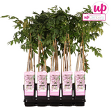 Wisteria Floribunda 'Rosea' - Rose Plume - Ø15cm - ↕65cm