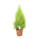 Cypress Goldcrest Wilma - Ø21cm - ↕90cm