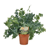 Plante artificielle Phlebodium Davana diamètre 12 cm hauteur 35 cm