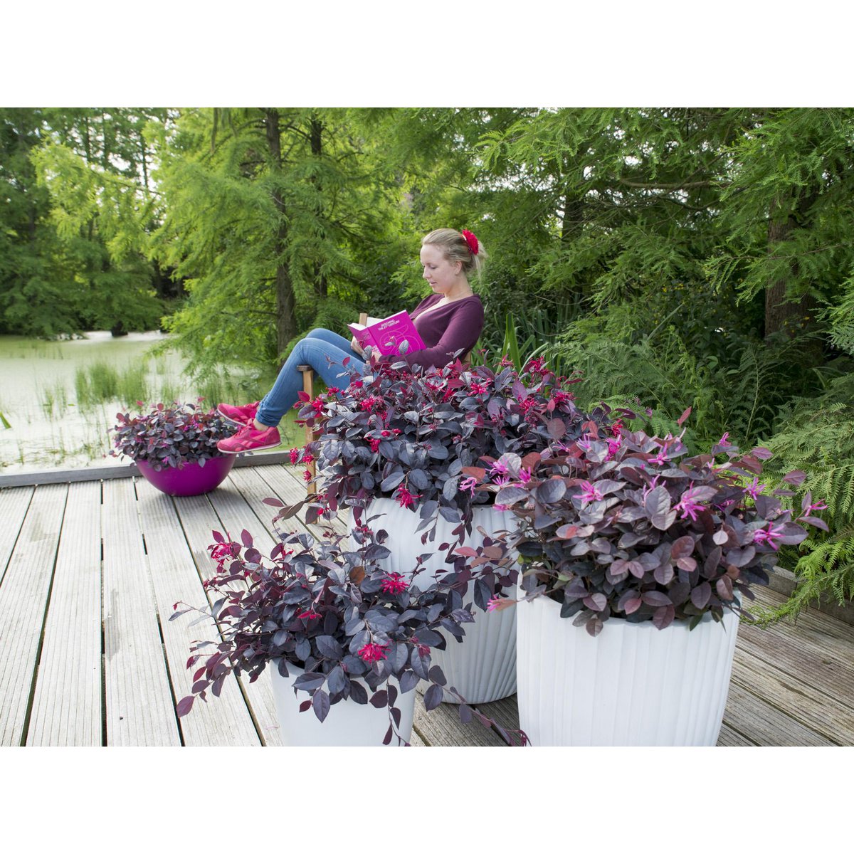 Plante loropetalum rouge en pot