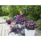 Plante loropetalum rouge en pot