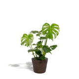 Plante artificielle Monstera Deliciosa 80 cm