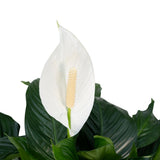 Spathiphyllum - Lys de la Paix - ø19cm - ↕80cm